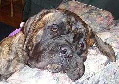 Bela