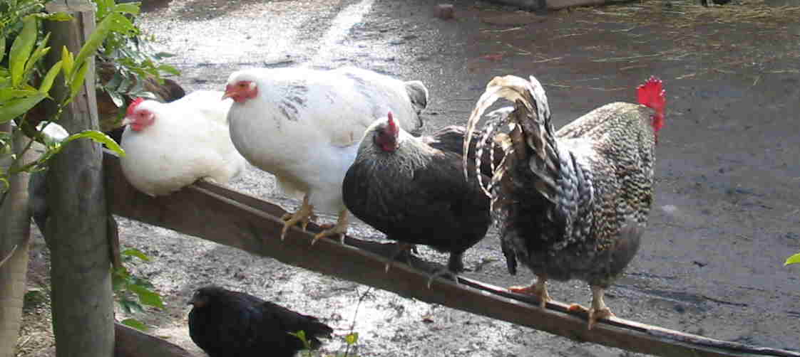 ChickFence