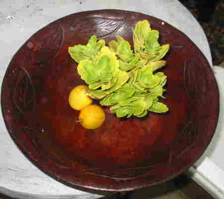 pot1