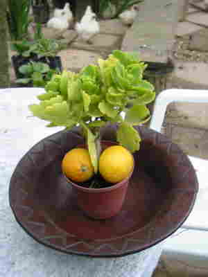pot1