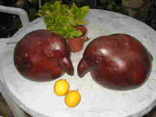 pot1