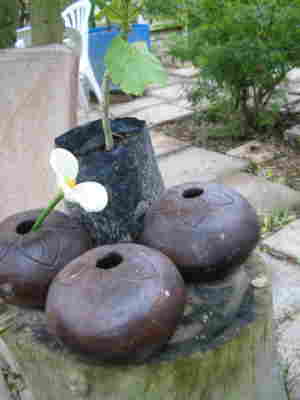 pot1
