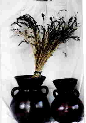 pot1