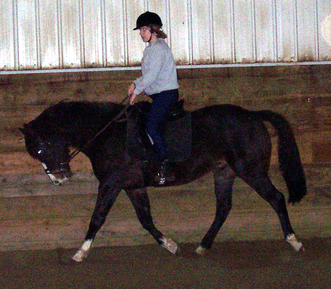 Black Knight - Working Trot
