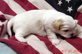 Click here to see more about Star!