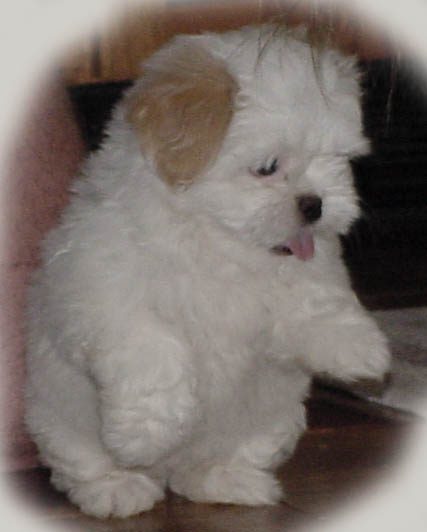 Baby WildChild Angel