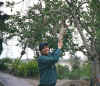 Sausage tree