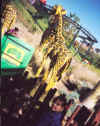 Giraff made from blocks