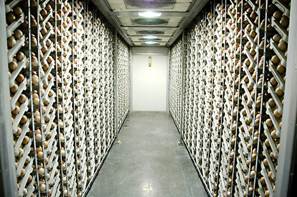 shatcheries07b.jpg