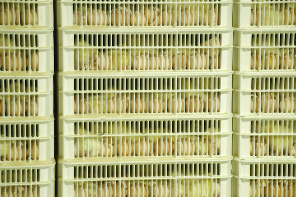 shatcheries09b.jpg