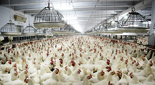 breeding04b.jpg
