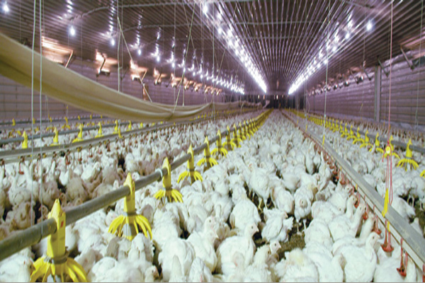 broiler03b.jpg