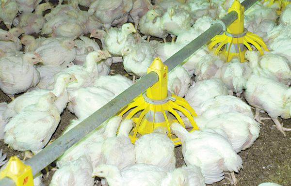 broiler04b.jpg