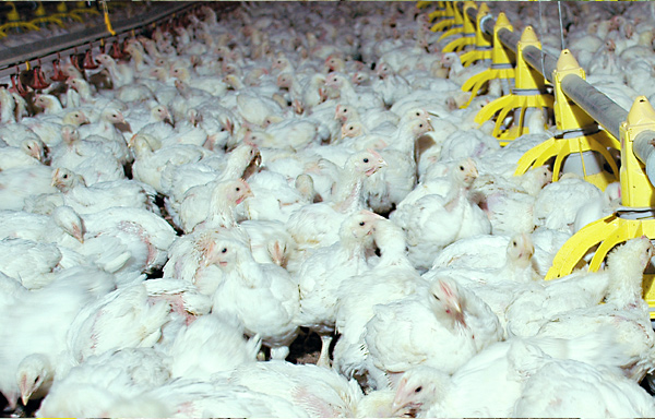 broiler09b.jpg