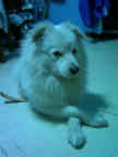 our dog Thomas Bernard a.k.a. Tobey