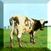Atom Heart Mother