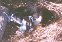 Yaff� at about 3 months, napping leisurely.