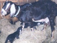 Poohyas with newborn kids Chaveev and Yaff� (nursing).