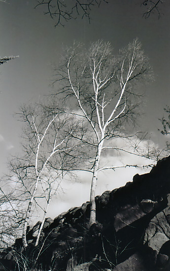 D_Birch