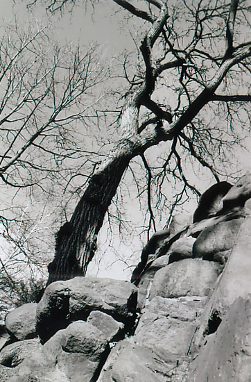 E_Tree_Rock