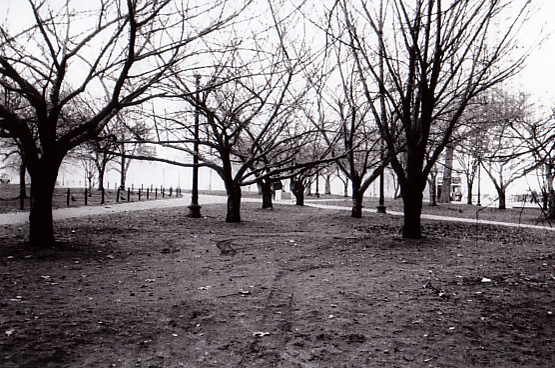 F_Park_Trees
