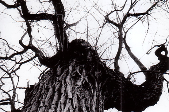 G_Dendrite