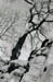 E_Tree_Rock