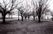 F_Park_Trees