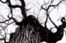 G_Dendrite