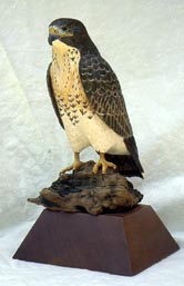 Red-Tailed Hawk