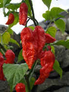 bhutjolokia.jpg (11062 bytes)