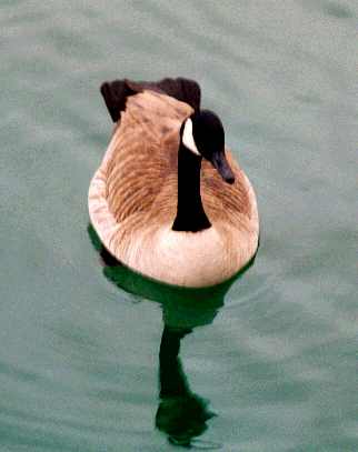 Duck