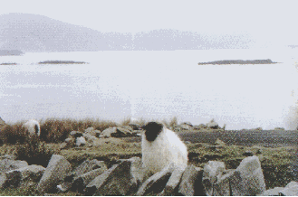 Sheep over Keem Bay
