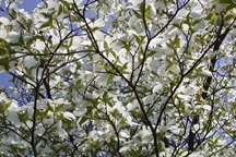 Legend of the Dogwood Tree