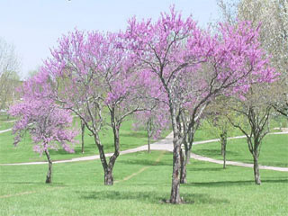 Information on Redbud Trees