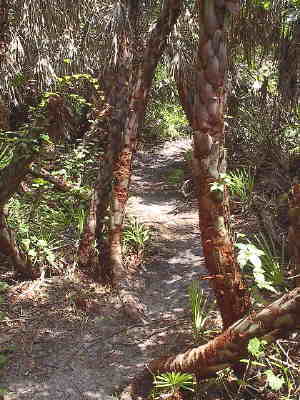Tight Intermediate Trail