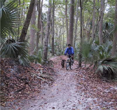 Jungle on the outskirts of suburbs