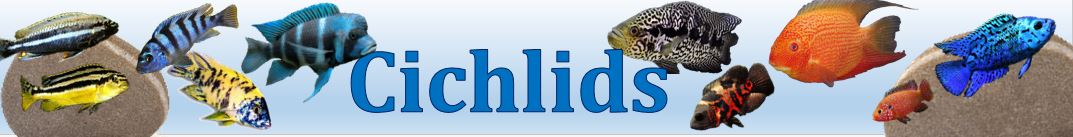 Cichlid Banner