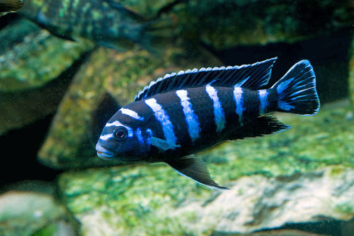 Demasoni Cichl