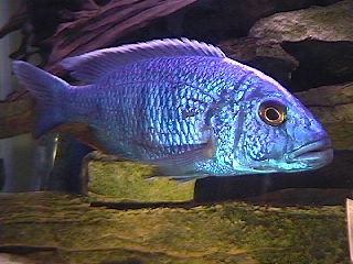 Electric Blue Hap