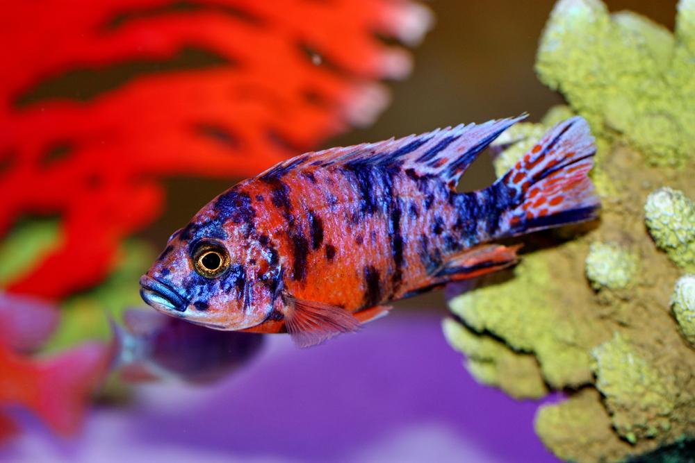 Peacock Cichlid