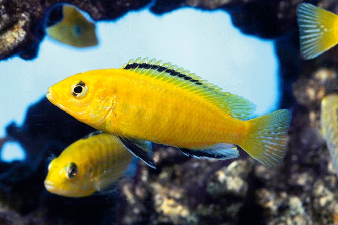 Yellow Lab Cichlid