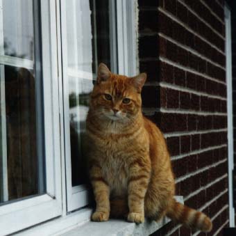 Photo de Caramel
