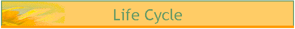 Life Cycle