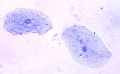 Cheek Cell Parts
