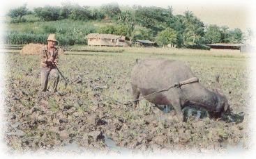 carabao1.jpg (28959 bytes)