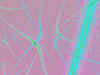 tree5.jpg (31252 bytes)