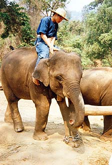 Elephant in Chiang Mai