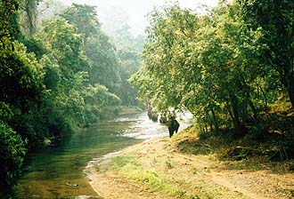 Elephant ride through the tropical rain forest
