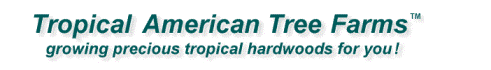Tropical Hardwoods
